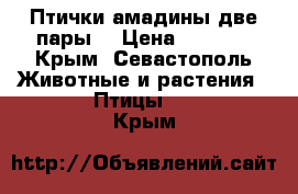 Птички амадины две пары. › Цена ­ 2 500 - Крым, Севастополь Животные и растения » Птицы   . Крым